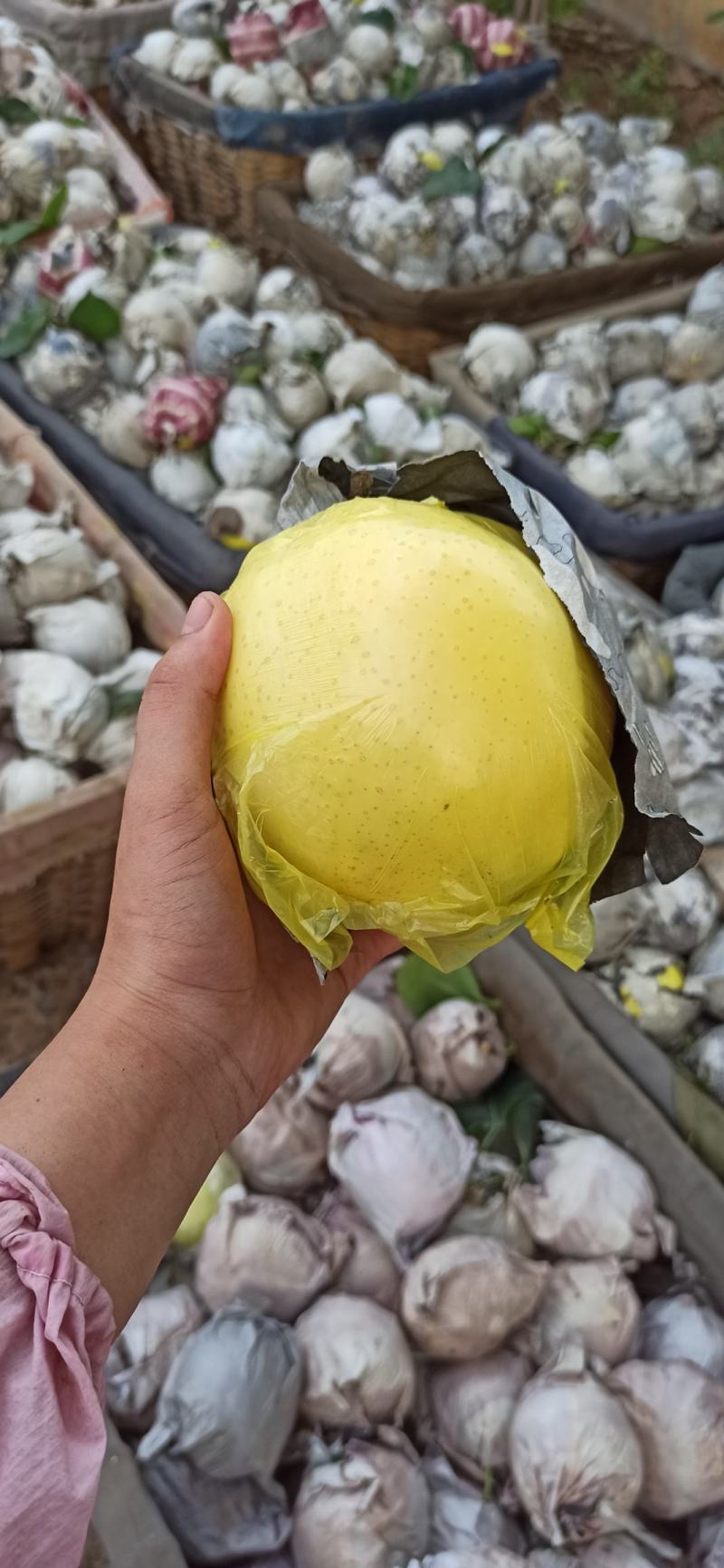 黄金梨（双加膜）皮薄肉多，脆甜，需要的朋友前来采购