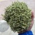精品金银花，一手货源品质有保障，量大价从优