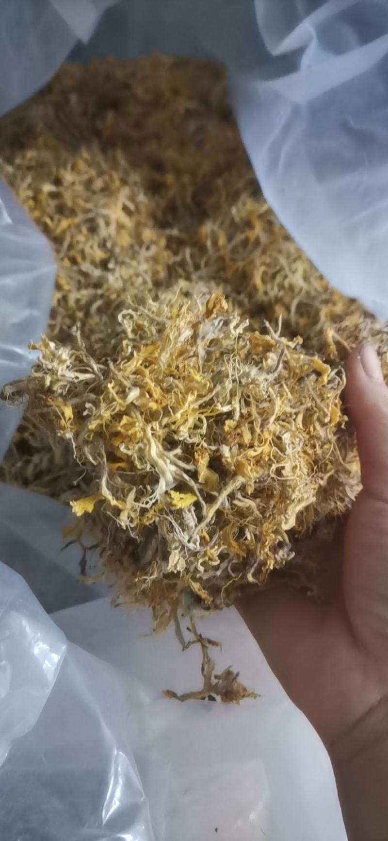 精品金银花，一手货源品质有保障，量大价从优