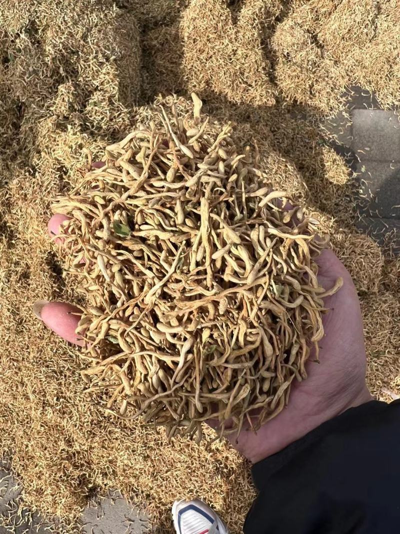 精品金银花，一手货源品质有保障，量大价从优