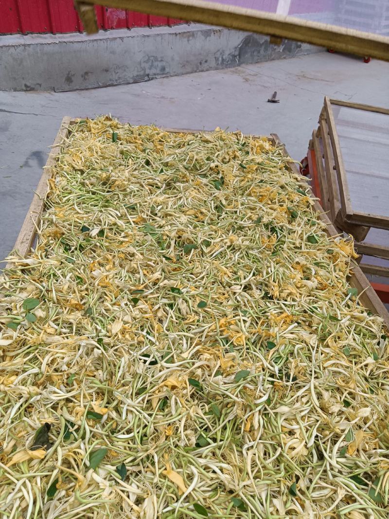 精品金银花，一手货源品质有保障，量大价从优