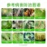 春雷霉素杀菌剂细菌性角斑病黄瓜柑橘水稻叶霉稻瘟病果树蔬菜