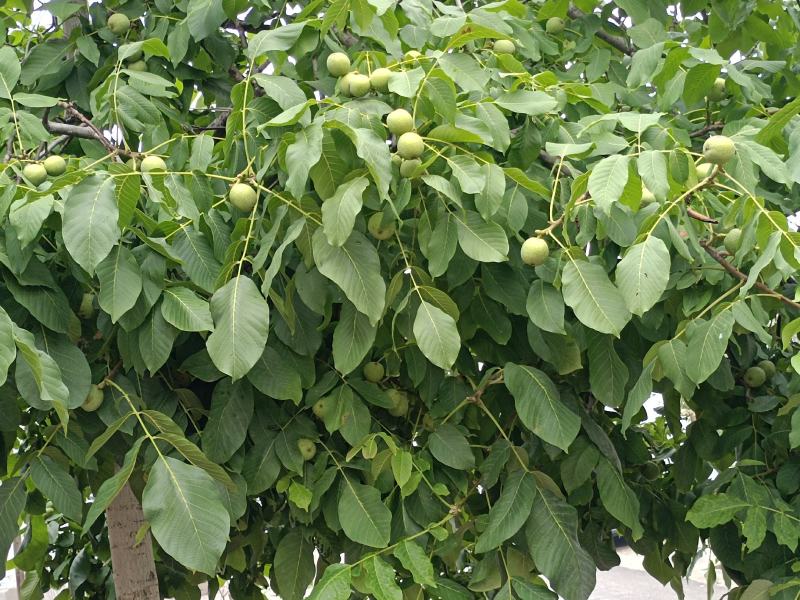 陕西省韩城市芝阳镇小时农家特产，种植的有机新鲜核桃