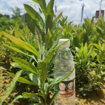 杨梅苗杨梅实生苗根系好！苗壮！农村苗地直接供应