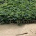 【红颜品质种苗】辽宁红颜生产草莓苗脱毒草莓苗大量有货