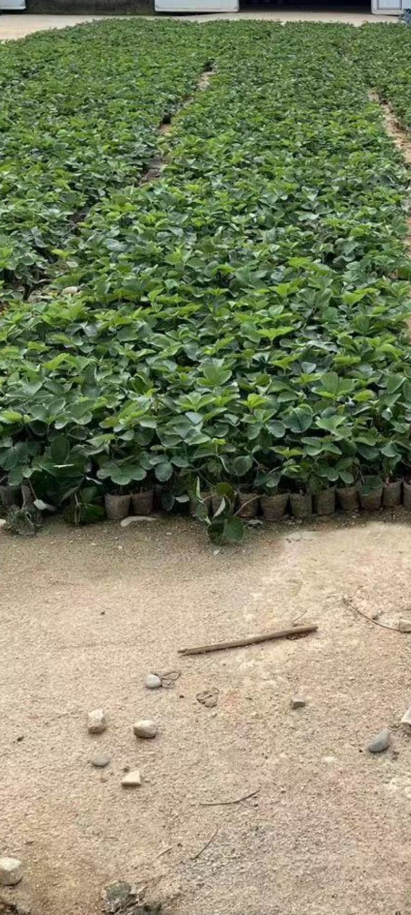 【红颜品质种苗】辽宁红颜生产草莓苗脱毒草莓苗大量有货