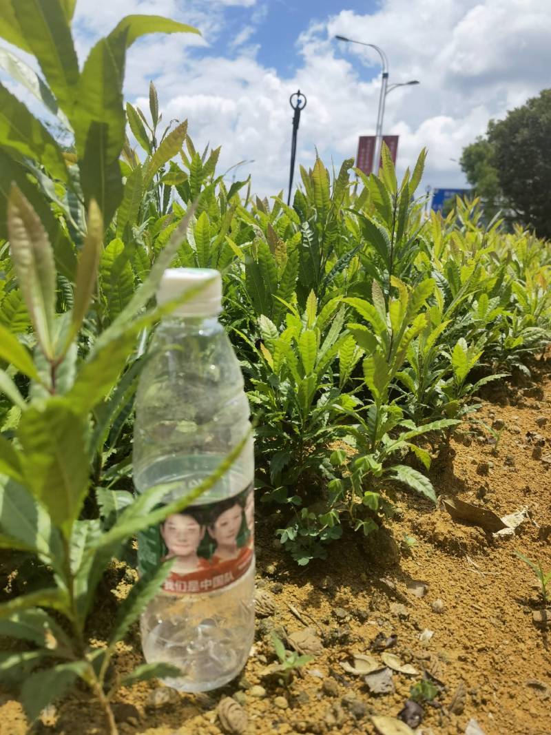杨梅苗杨梅实生苗根系好！苗壮！农村苗地直接供应