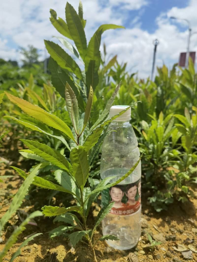 杨梅苗杨梅实生苗根系好！苗壮！农村苗地直接供应
