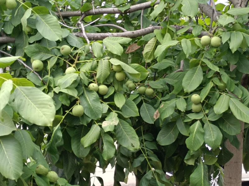 陕西省韩城市芝阳镇小时农家特产，种植的有机新鲜核桃