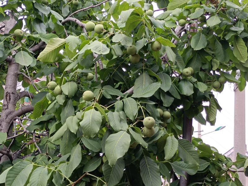 陕西省韩城市芝阳镇小时农家特产，种植的有机新鲜核桃