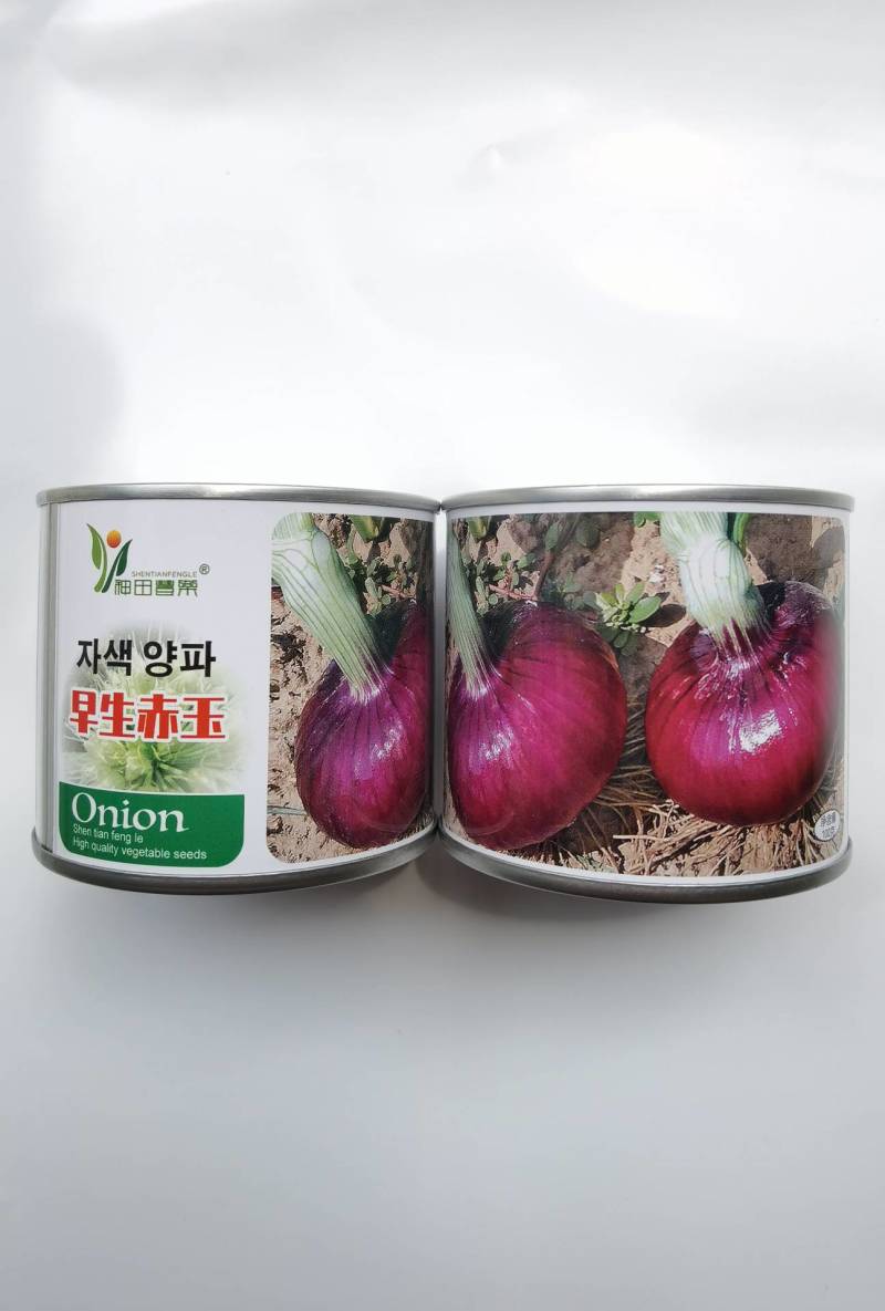 早熟洋葱种子早生赤玉杂交洋葱种籽耐抽苔紫红扁圆甜脆
