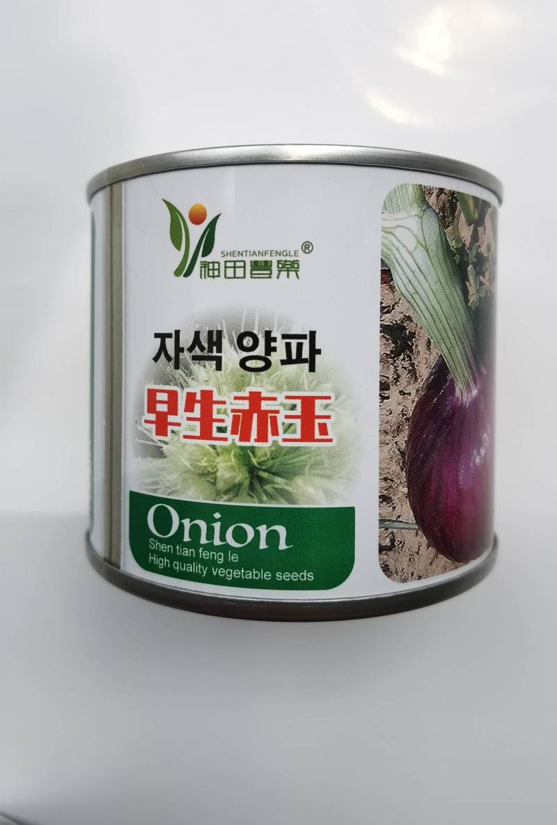 早熟洋葱种子早生赤玉杂交洋葱种籽耐抽苔紫红扁圆甜脆