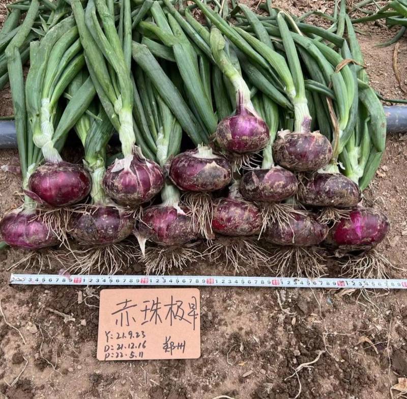 早熟洋葱种子早生赤玉杂交洋葱种籽耐抽苔紫红扁圆甜脆