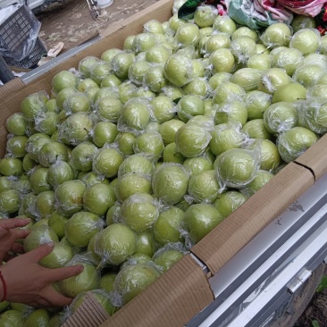 膜袋皇冠梨、光果皇冠大量现货供应诚信经营