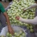 膜袋皇冠梨、光果皇冠大量现货供应诚信经营