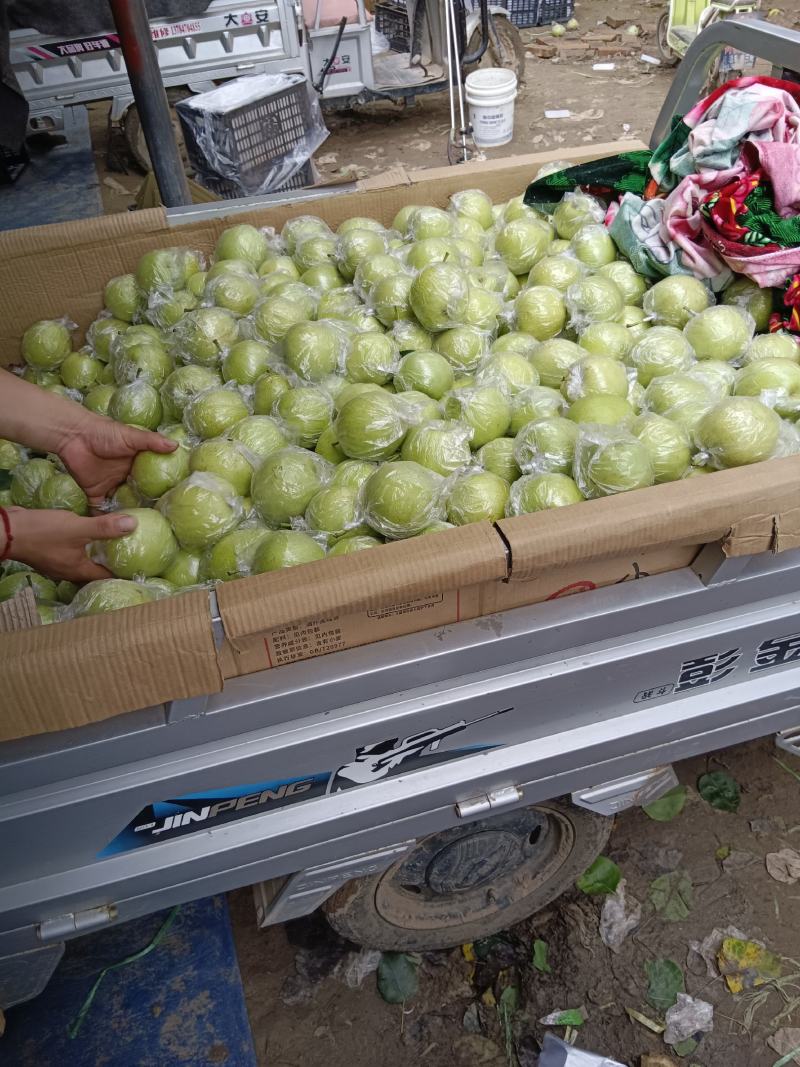 膜袋皇冠梨、光果皇冠大量现货供应诚信经营