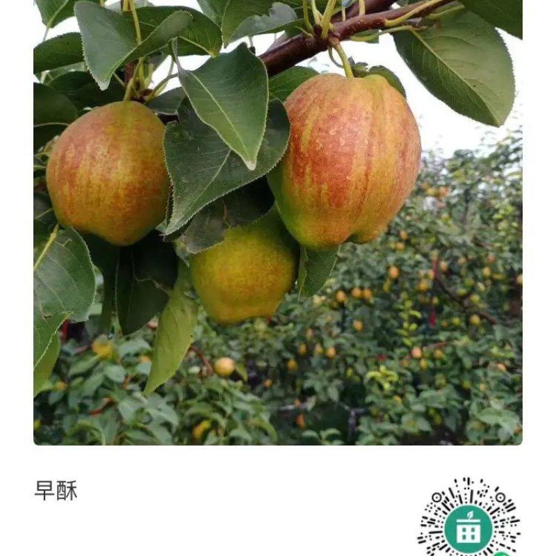 早酥梨批发地头装车