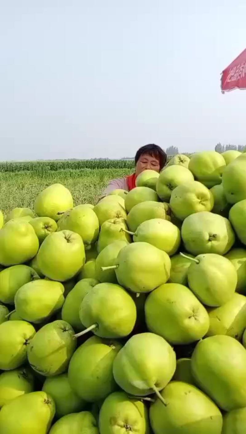 早酥梨批发地头装车