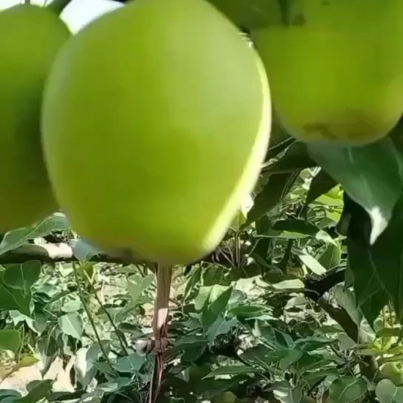 早酥梨批发地头装车