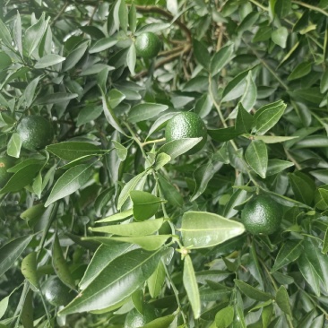 茶枝柑，小青柑，茶饮，市场，工厂，欢迎对接，量大质优