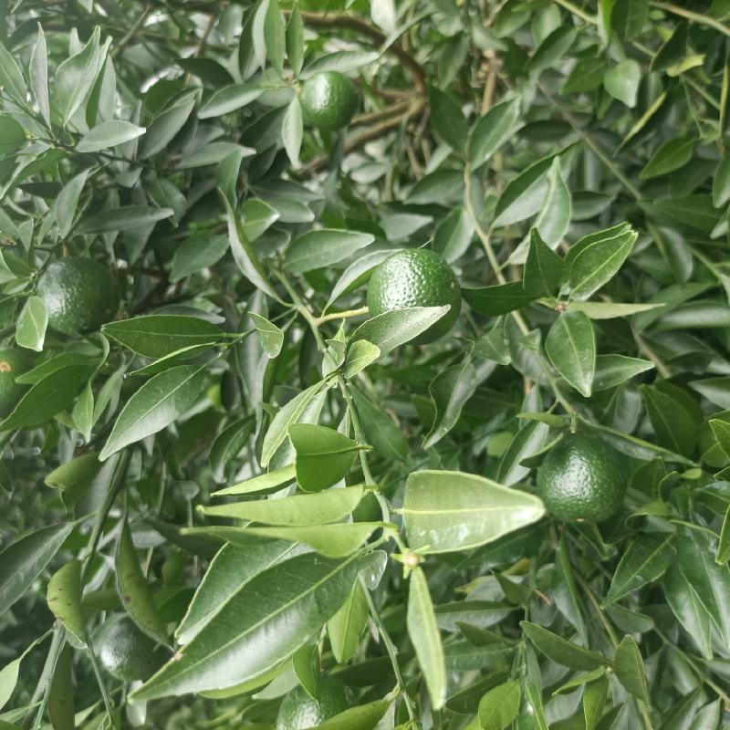 茶枝柑，小青柑，茶饮，市场，工厂，欢迎对接，量大质优