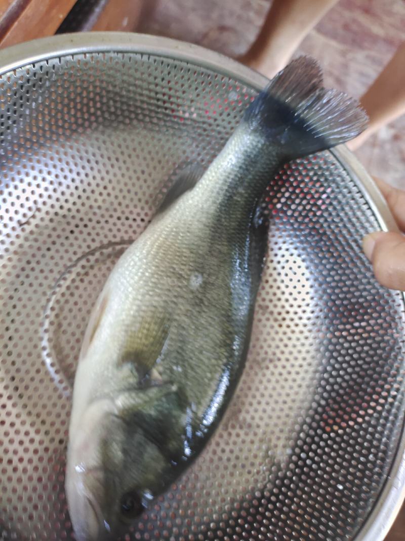 自产自销，台山鲈鱼