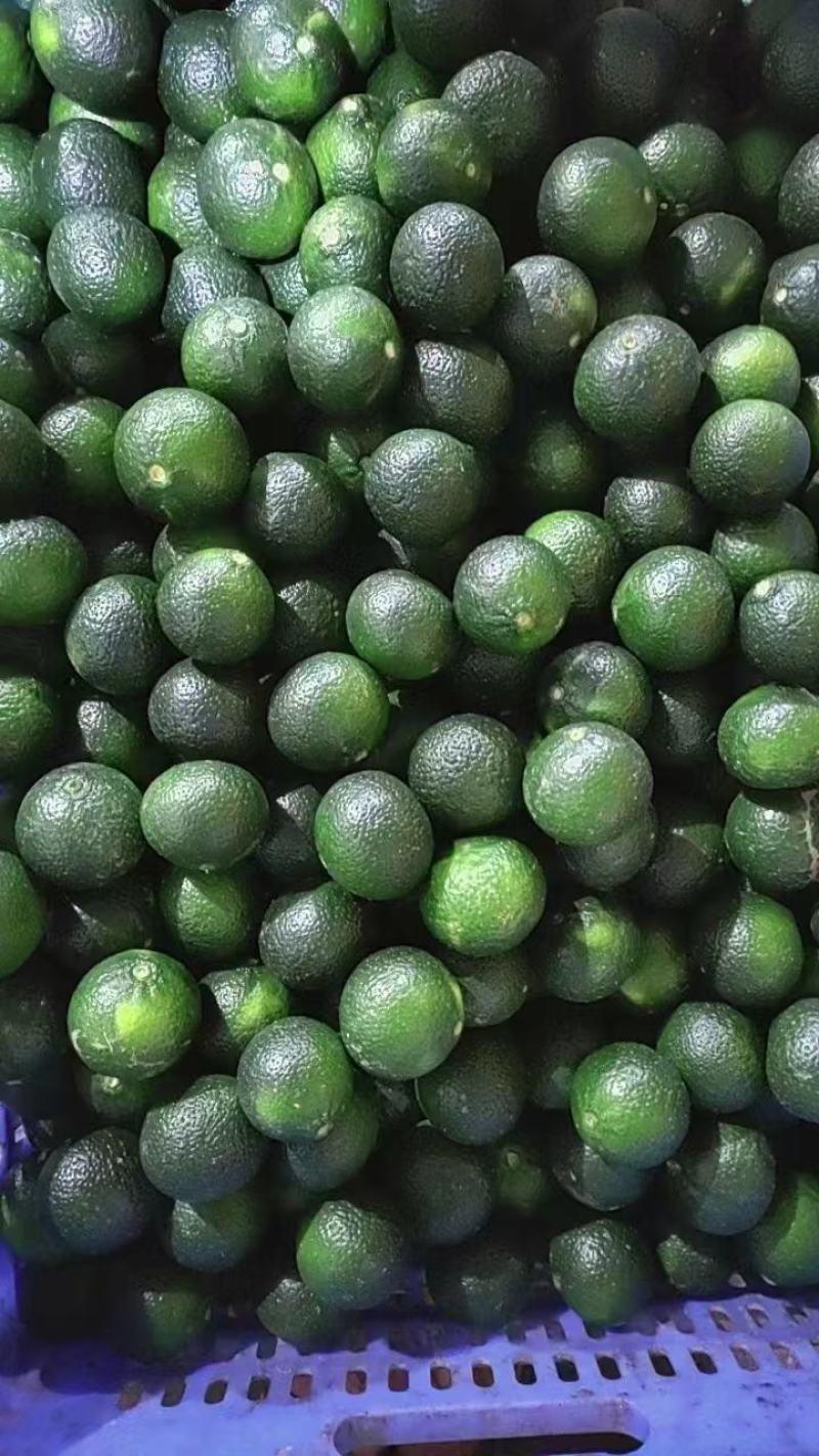 茶枝柑，小青柑，茶饮，市场，工厂，欢迎对接，量大质优