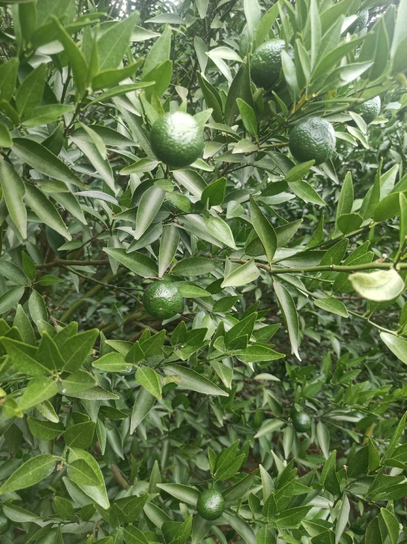 茶枝柑，小青柑，茶饮，市场，工厂，欢迎对接，量大质优