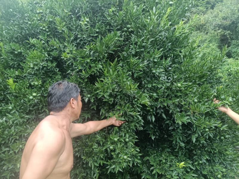 茶枝柑，小青柑，茶饮，市场，工厂，欢迎对接，量大质优