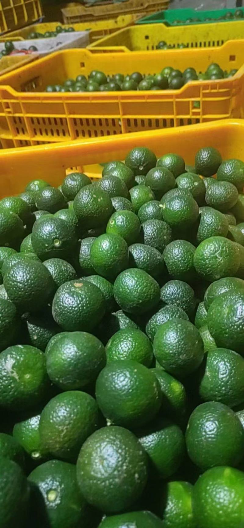 茶枝柑，小青柑，茶饮，市场，工厂，欢迎对接，量大质优