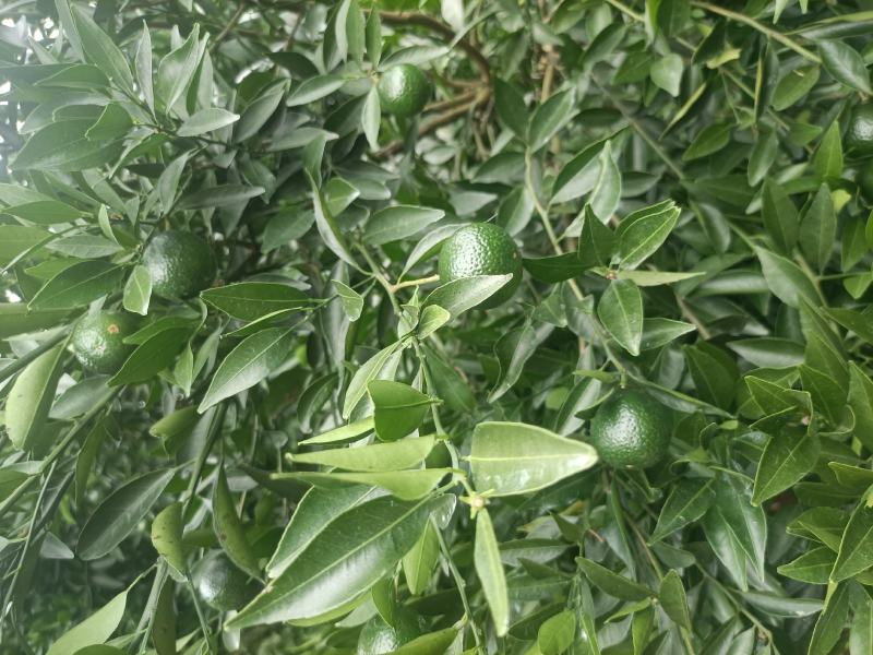 茶枝柑，小青柑，茶饮，市场，工厂，欢迎对接，量大质优