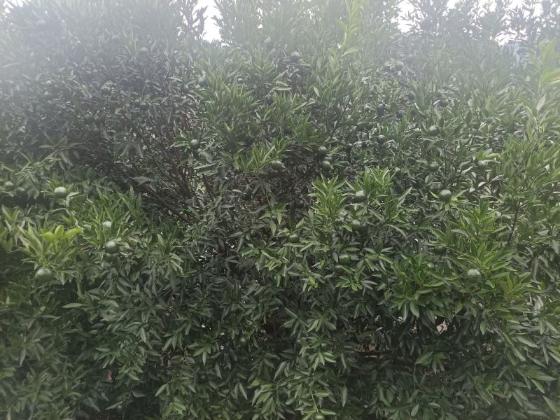 茶枝柑，小青柑，茶饮，市场，工厂，欢迎对接，量大质优