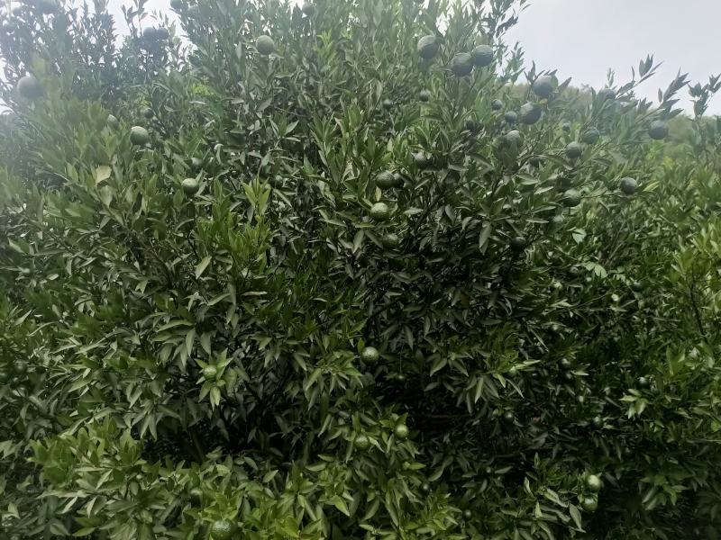 茶枝柑，小青柑，茶饮，市场，工厂，欢迎对接，量大质优