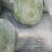 邛崃粉娃米冬瓜