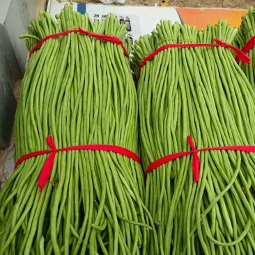 精品豆角全国供应