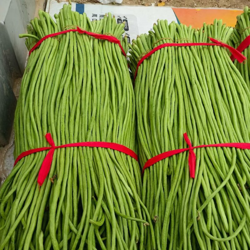 精品豆角全国供应