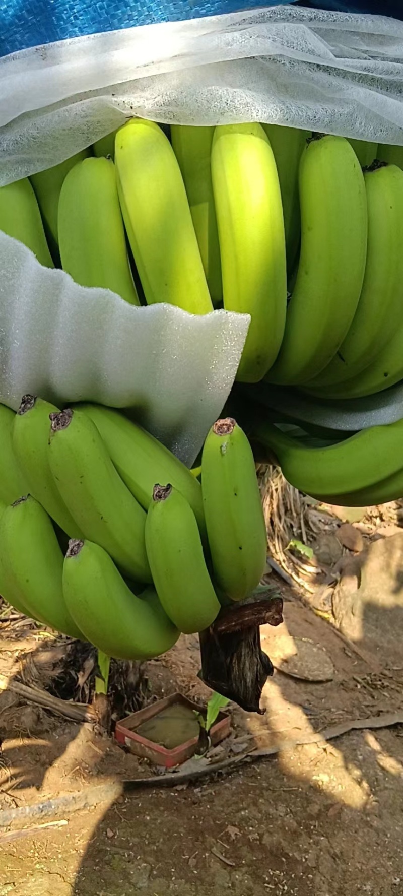 香蕉