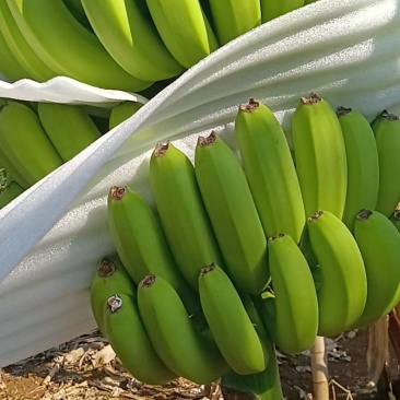 香蕉