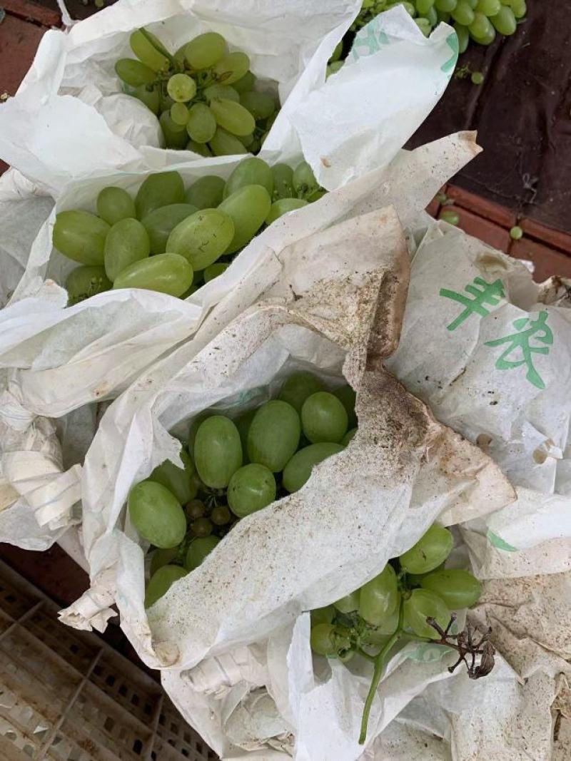 各位老板维多利亚葡萄很不错美观又甜希望老板们来看货