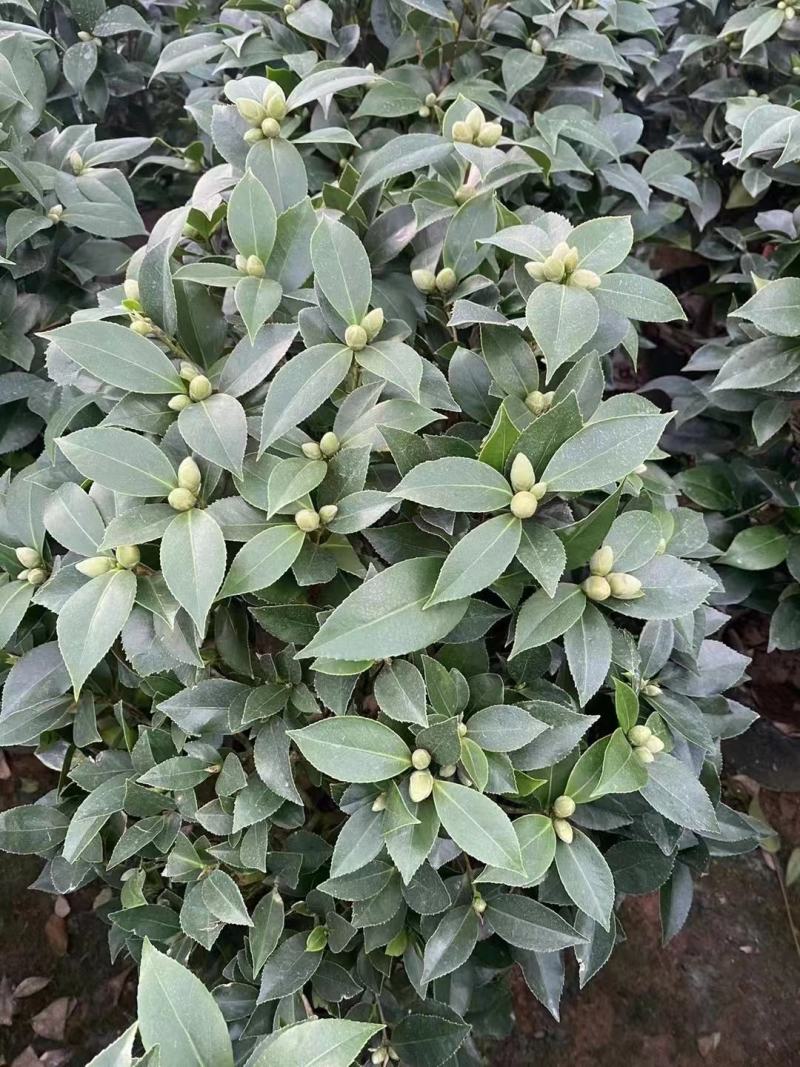 茶花，大红赤丹，香妃茶，五色赤丹，小桃红