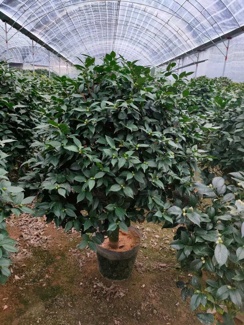 茶花，大红赤丹，香妃茶，五色赤丹，小桃红