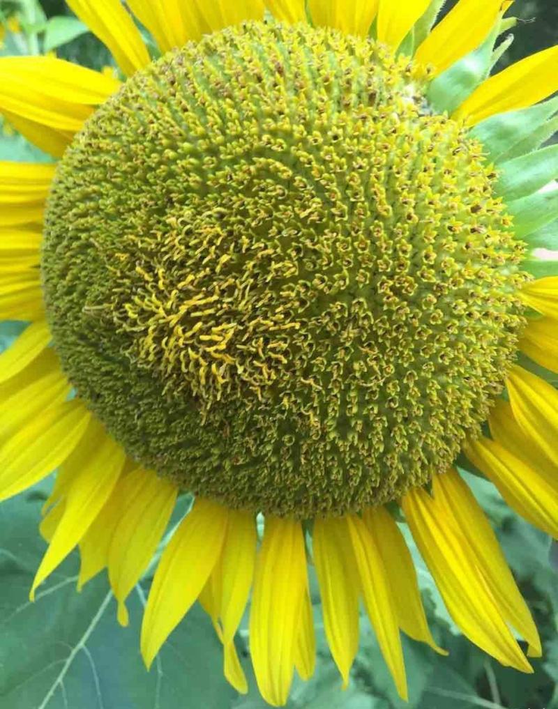 卡其香葵向日葵种子杂交中早熟食用葵花籽高产春夏大田基地用