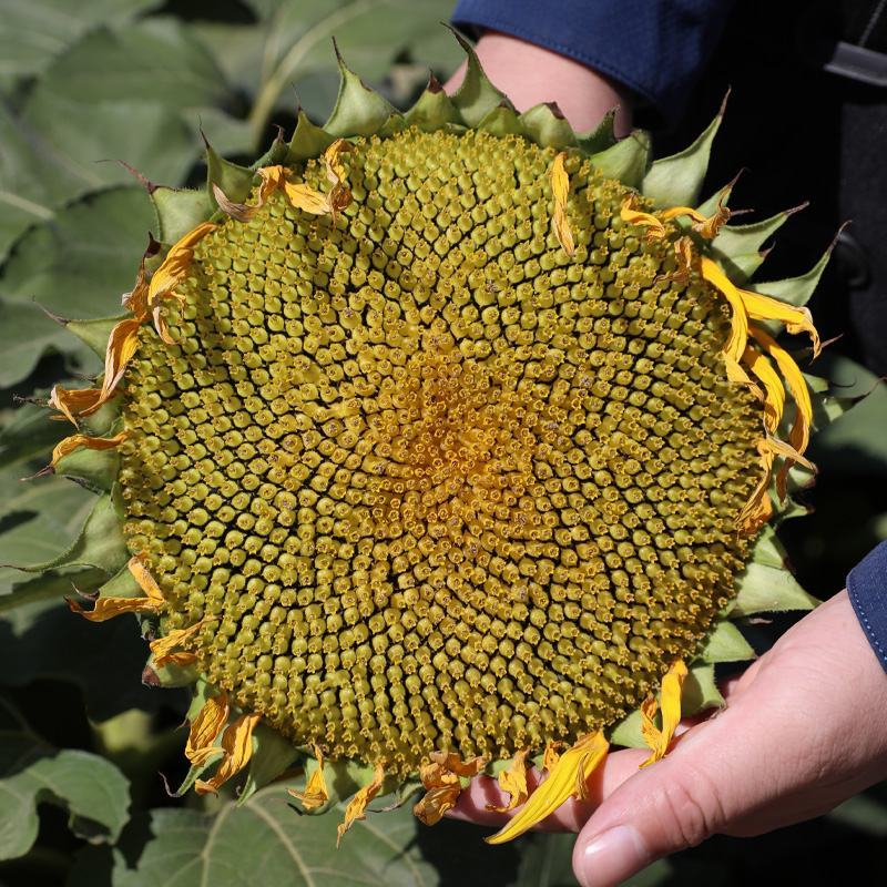 卡其香葵向日葵种子杂交中早熟食用葵花籽高产春夏大田基地用