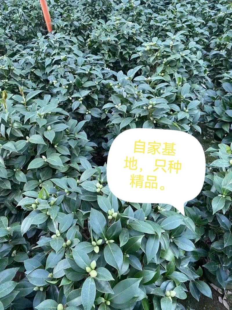 茶花，大红赤丹，香妃茶，五色赤丹，小桃红