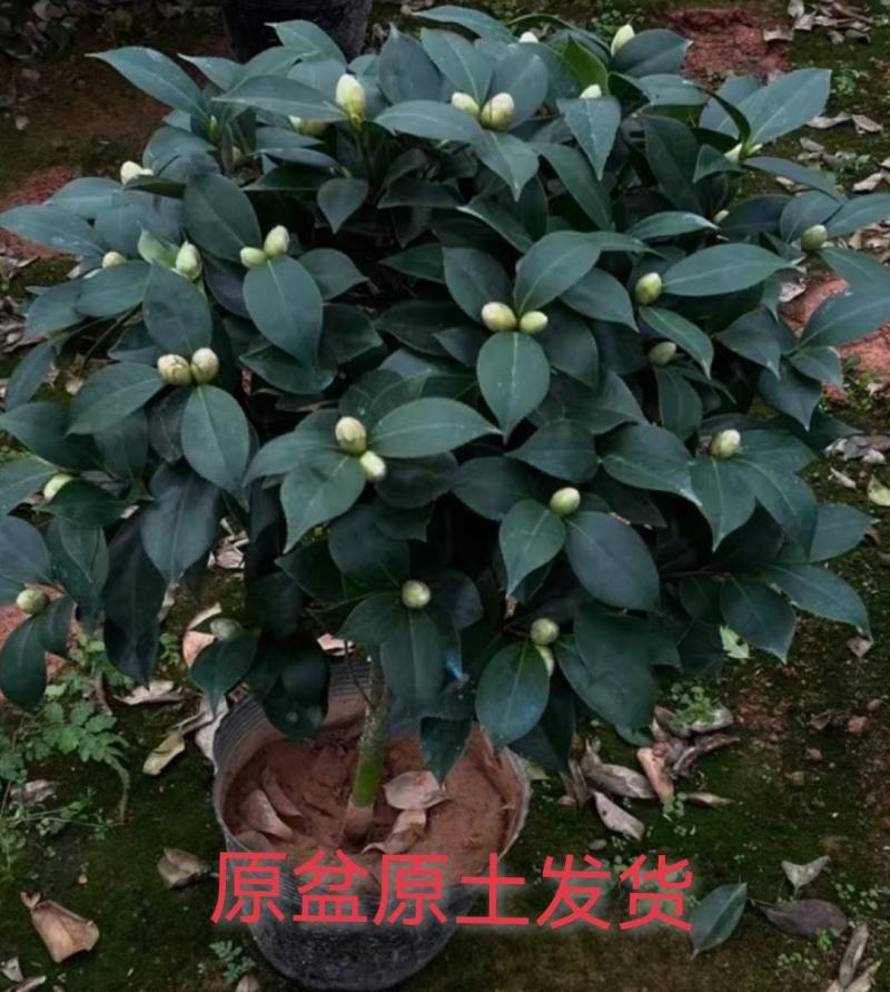 茶花，大红赤丹，香妃茶，五色赤丹，小桃红