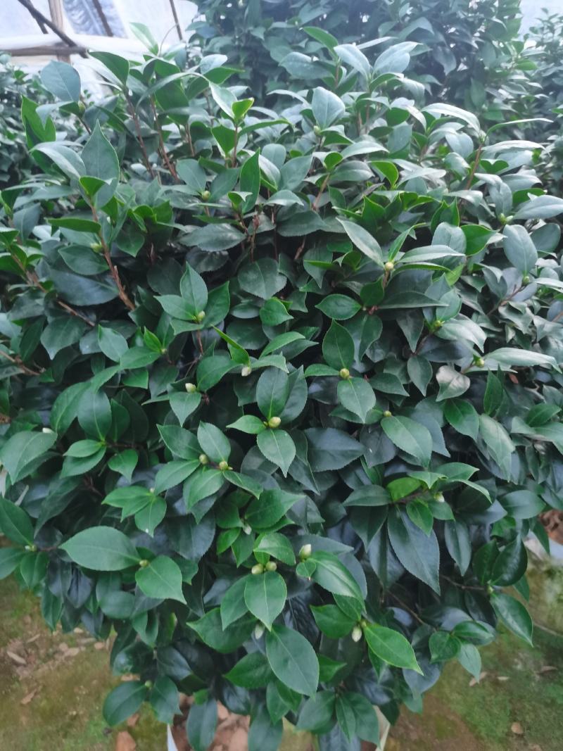 茶花，大红赤丹，香妃茶，五色赤丹，小桃红