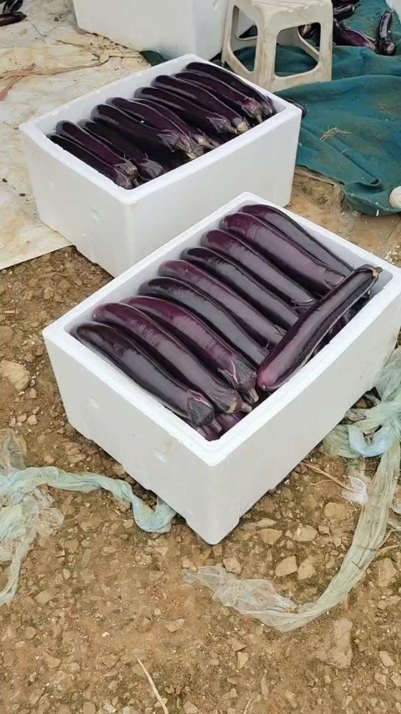 茄子长茄、烧烤茄供应（市场、超市、工厂）质量保证。