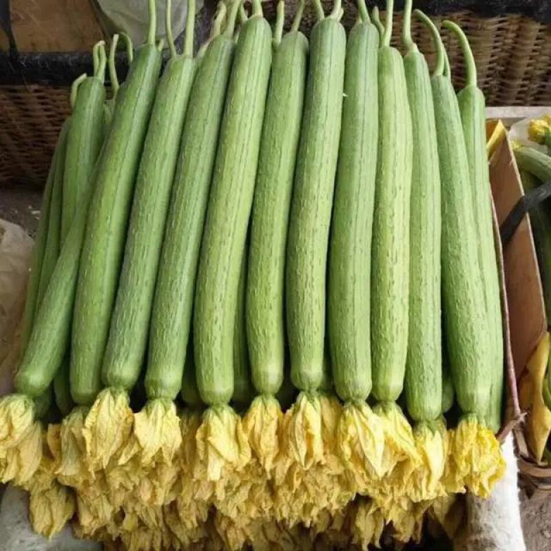 山东泰安德兴隆农业预定丝瓜苗苦瓜苗菜花苗西兰花苗各种种苗