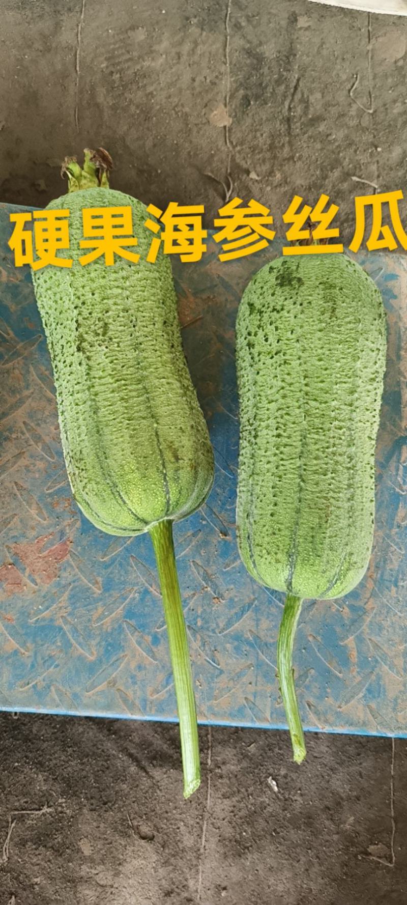 山东泰安德兴隆农业预定丝瓜苗苦瓜苗菜花苗西兰花苗各种种苗