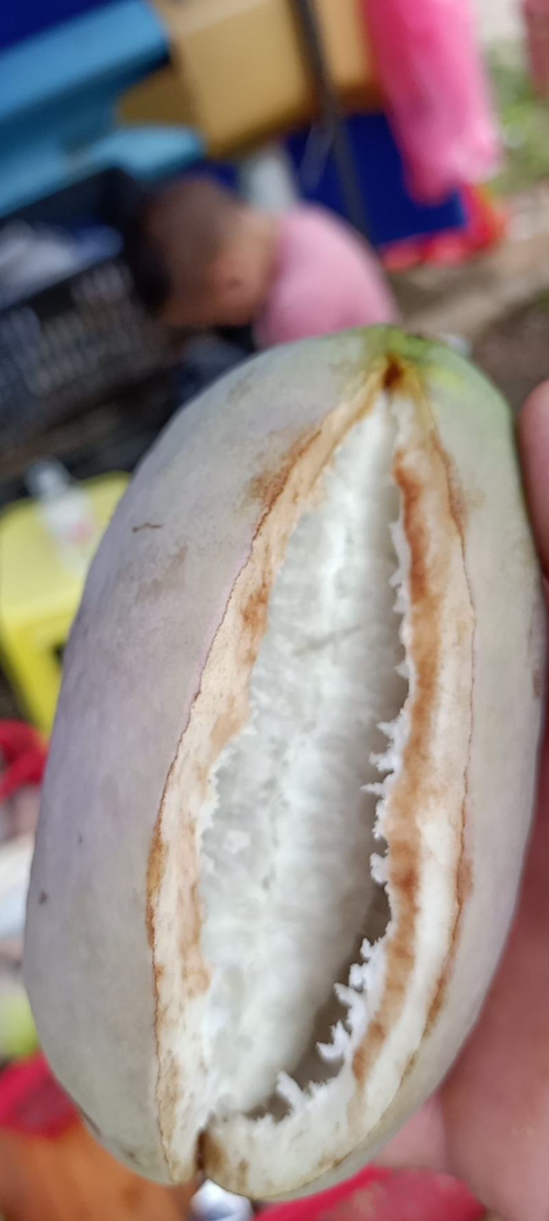 八月瓜